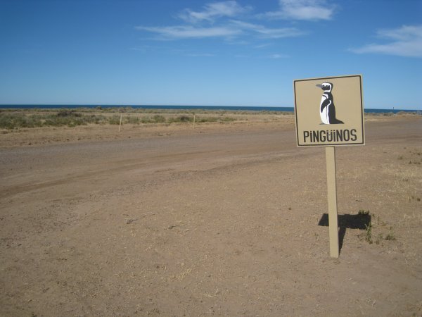 Pas Op! Pinguins!