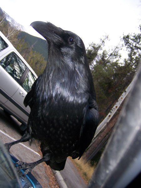 Attack of the Raven!