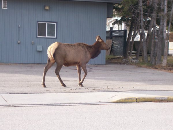 Elk in Jasper