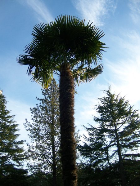 The Furry Canadian Palm Tree
