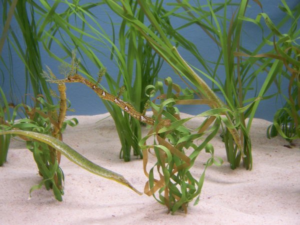 Seaweed or Seahorses?