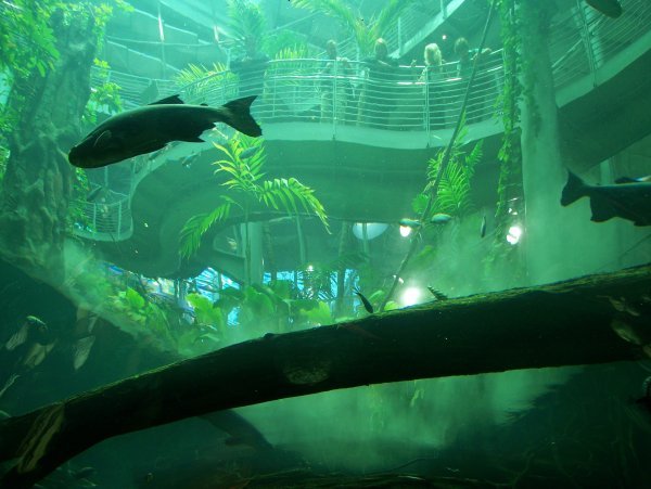 View from Under Flooded Rainforest
