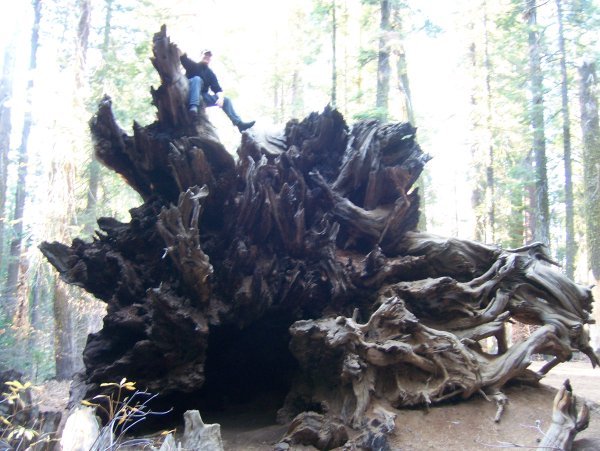 Fallen Giant Sequoia
