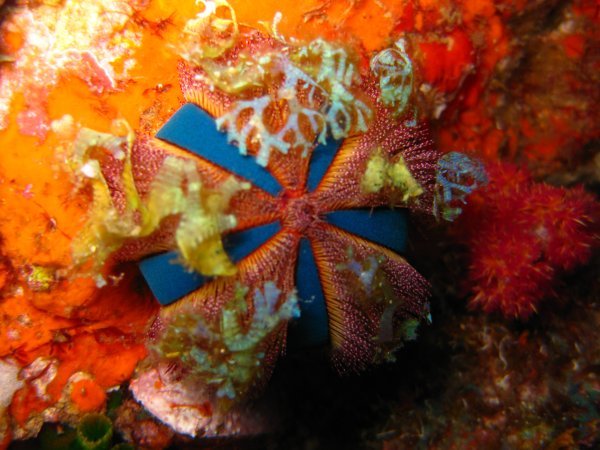 Jewel Box Coral