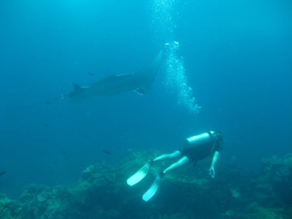 Cass Swimming With A Manta