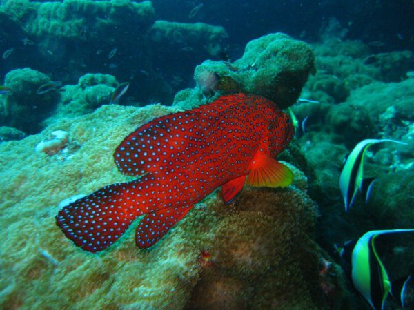 Coral Cod