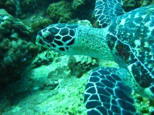 Sea Turtle Close Up