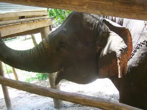 Our Elephant