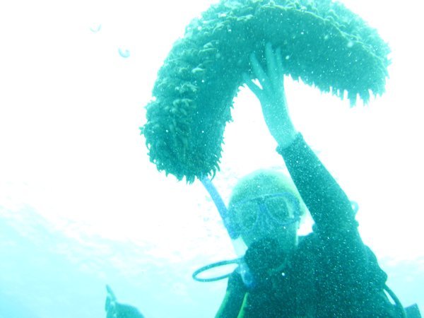 Cass With A Giant Pineapple Sea Cucumber