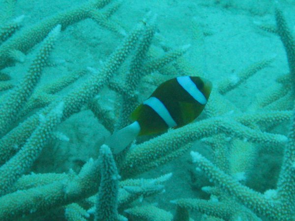 Great Barrier Reef Anenomefish