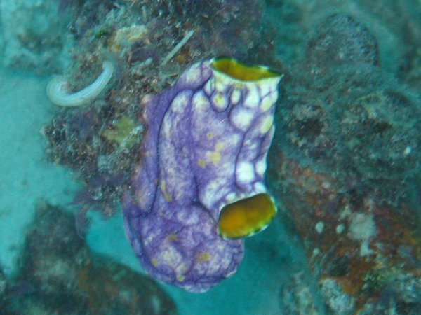 Purple Sea Squirt