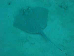 Blue Spotted Sting Ray