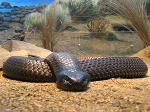 Black Tiger Snake