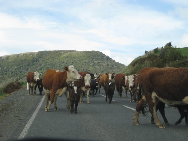 Cattle Crossing!