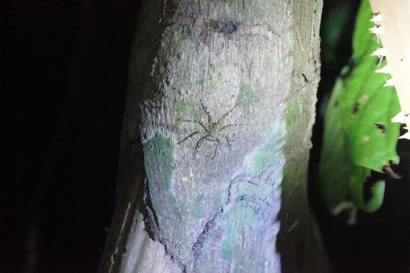 Another Nocturnal Spider