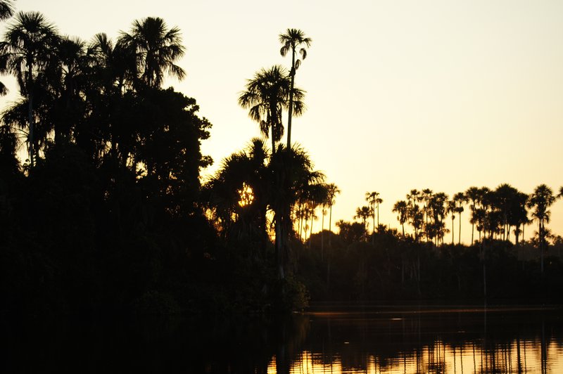 Palms of Sandoval Lake