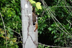 Amazonian Woodpecker