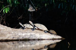 Family of Turtles