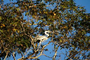 Cocoi - White-necked Heron