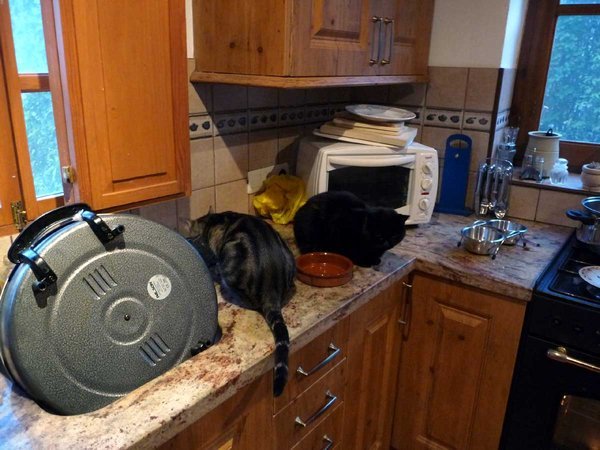 Cats in the Kitchen