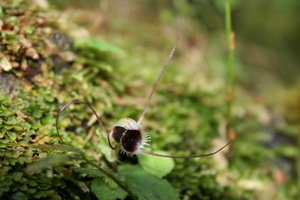 For My Sister - A Spider Orchid