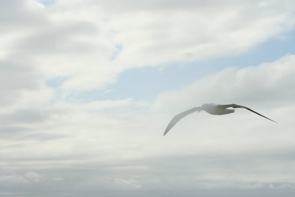 Albatross In Flight