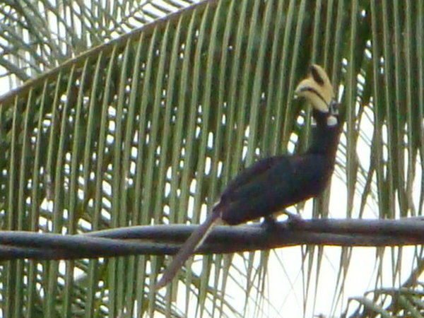 Orinental Hornbill