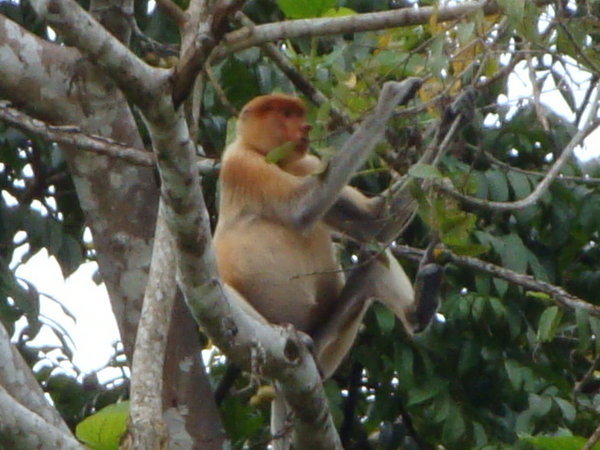 Probiscus Monkey