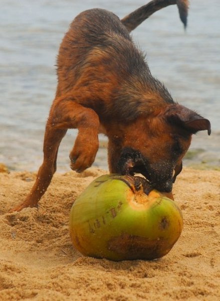 dog worrying a coconut