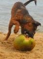dog worrying a coconut