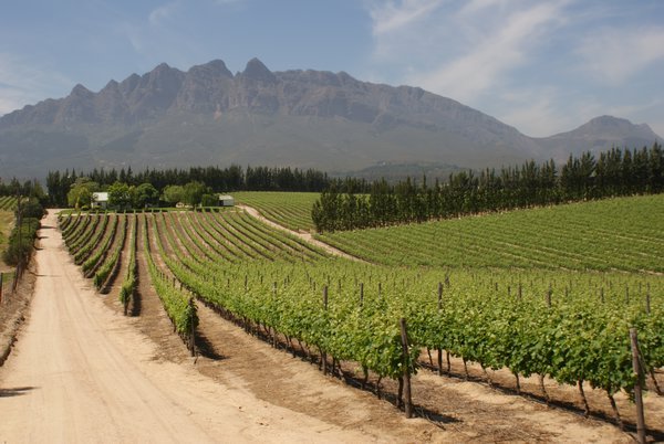 typical wineland scenery