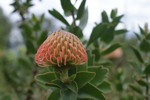 wild protea on a Mountain near Paarl