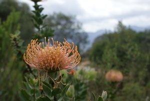 wild protea on a Mountain near Paarl