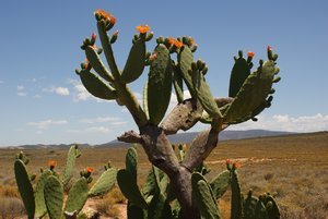 flowering cactus in the little Karoo desert