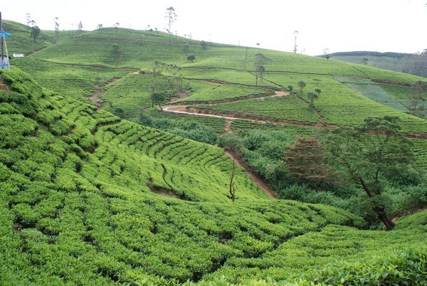 tea terraces, the hill country