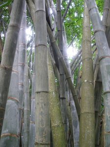 Bamboo, kandy Botanical Gardens