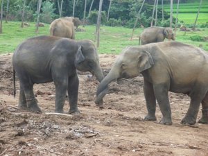 Pinawella Elephant Orphanage
