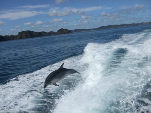 Leaping Dolphin