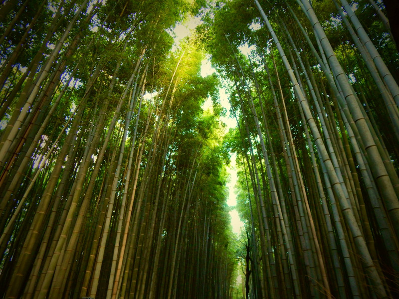 Bamboo grove, Arishiyama