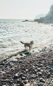 Dog beach heaven