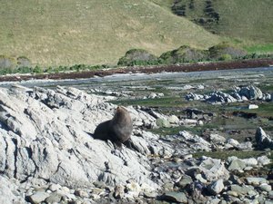 Seal colony