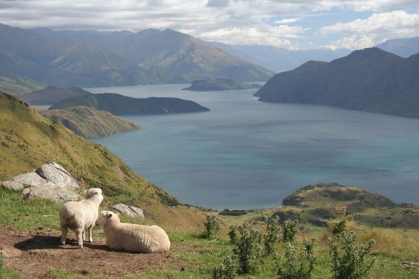 Lake Wanaka - auch für Schafe schön anzusehen