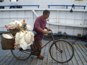 Man with chickens