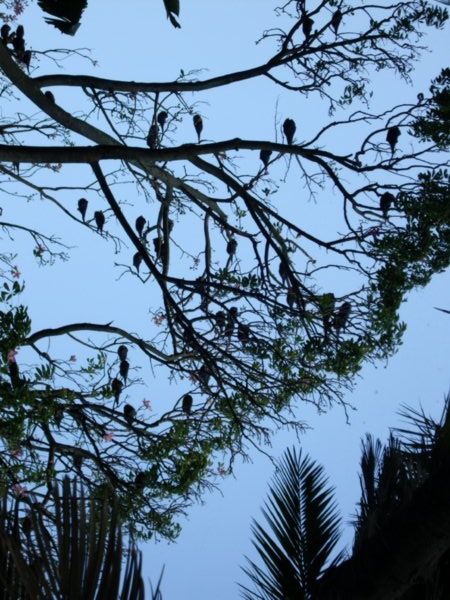 More flying foxes