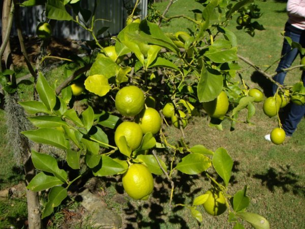 Lemon Tree in the garden