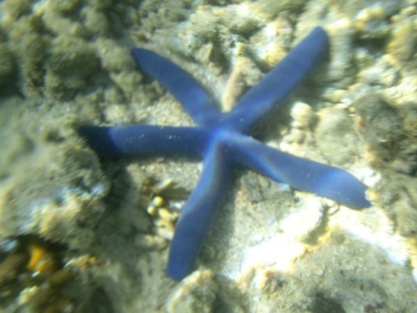 Blue Star Fish Fact