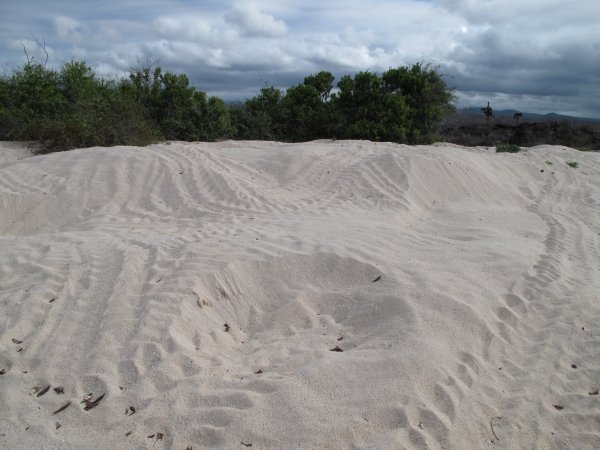 Turtle nests and tracks