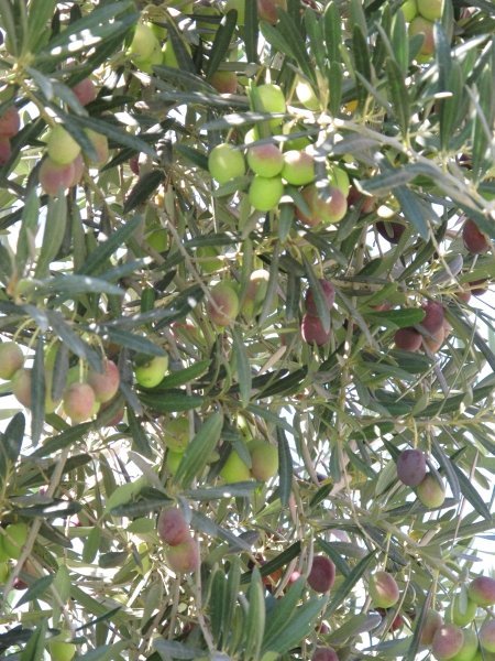 Mmmmm....olives
