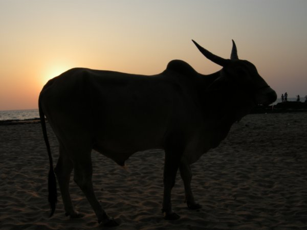 Sacred cow at the beach