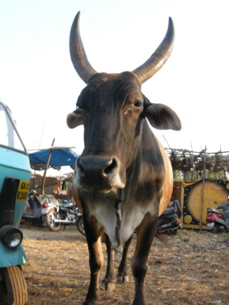 Sacred cow at the market